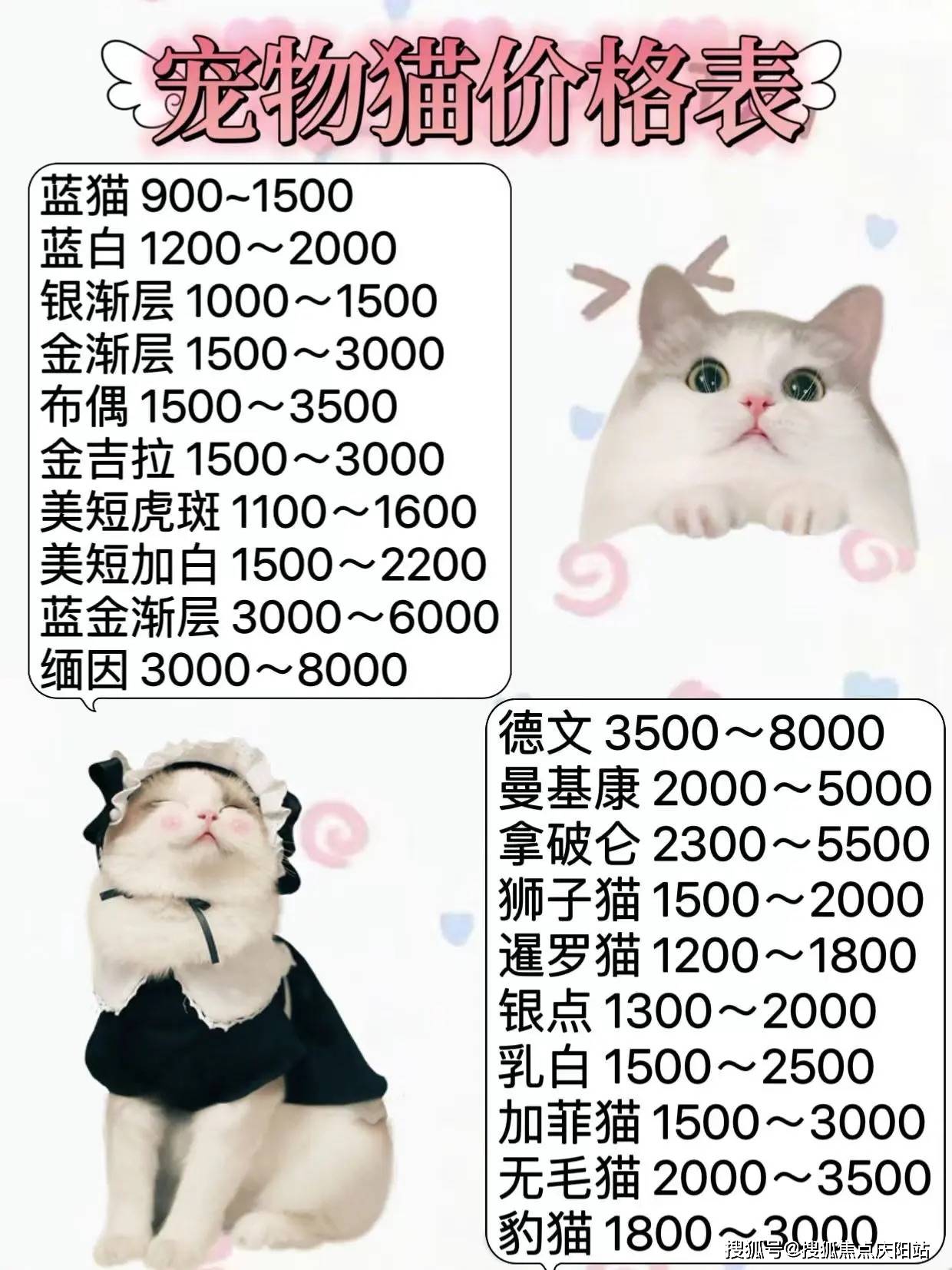 最新猫价格解析