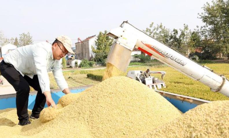 最新小麦价格，市场动态与影响因素分析